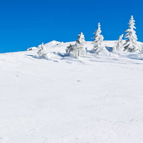 Paysage suisse avec une montagne enneigée et des sapins