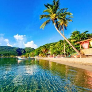 Une plage avec un palmier sur le sable en Martinique