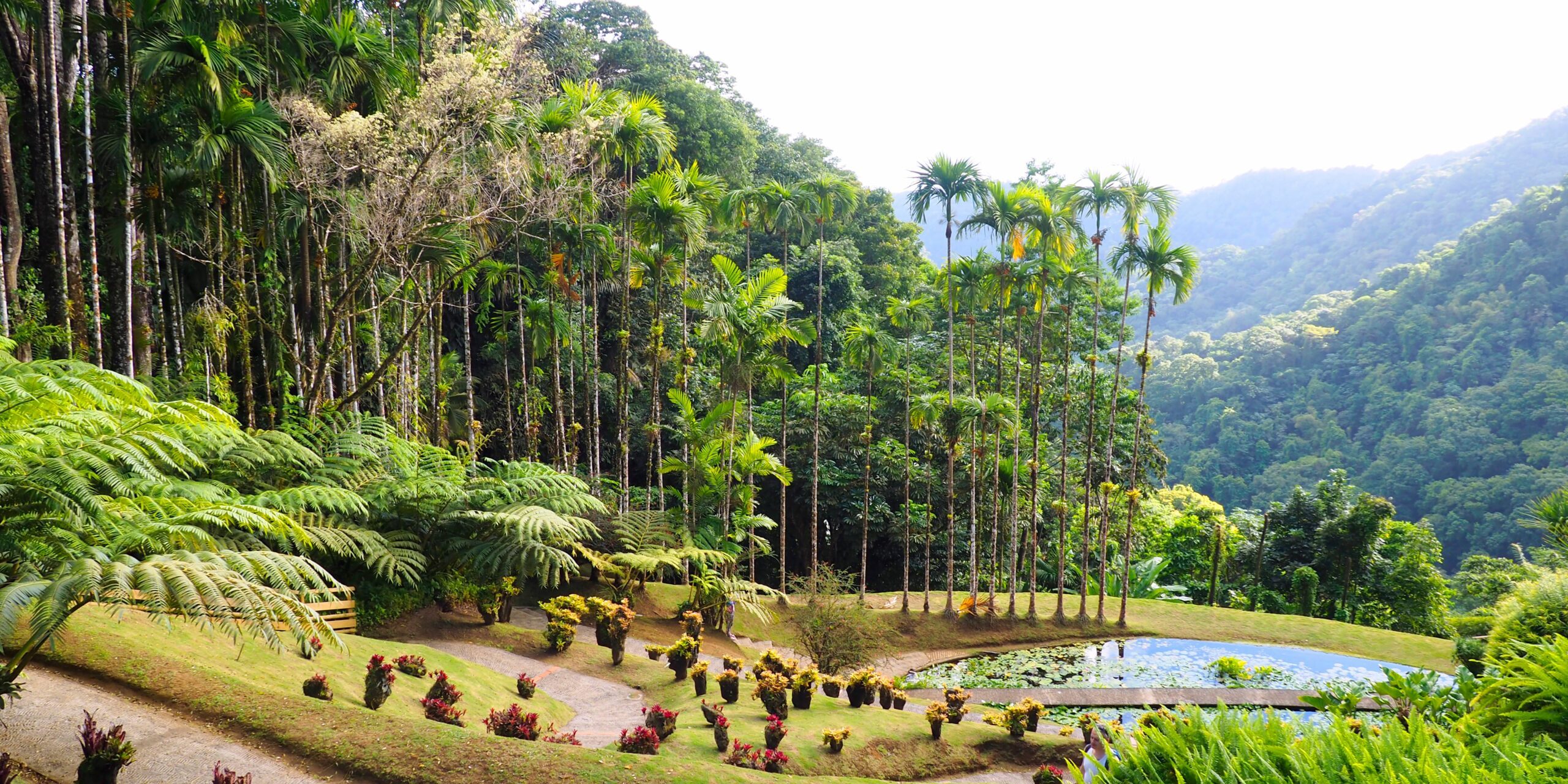 Le jardin Balata de Martinique