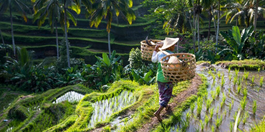 Le travail dans les rizières, à faire à Ubud, à Bali.