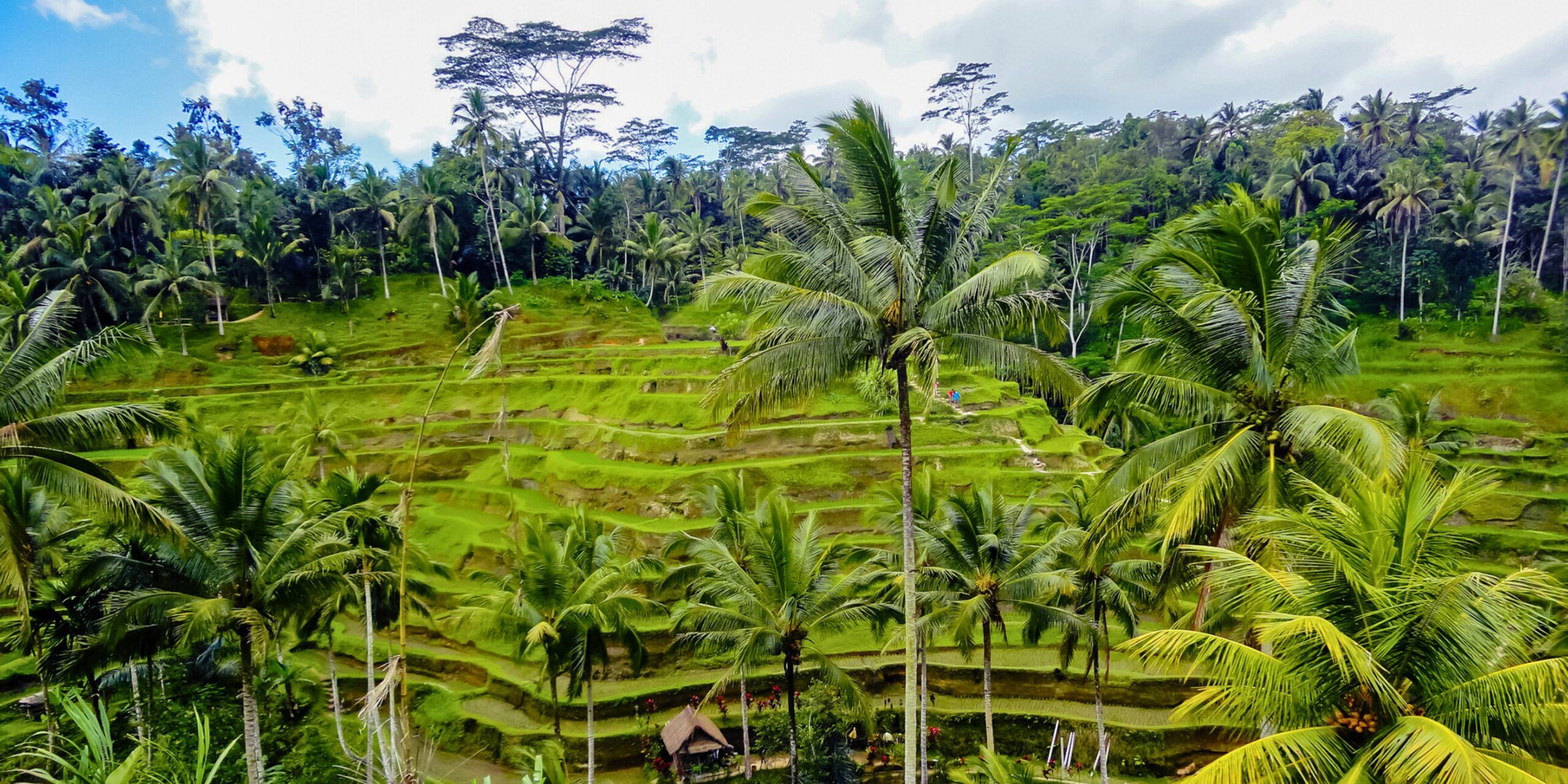 Les rizières en terrasse de Tegalalang à visiter à Ubud, à Bali.